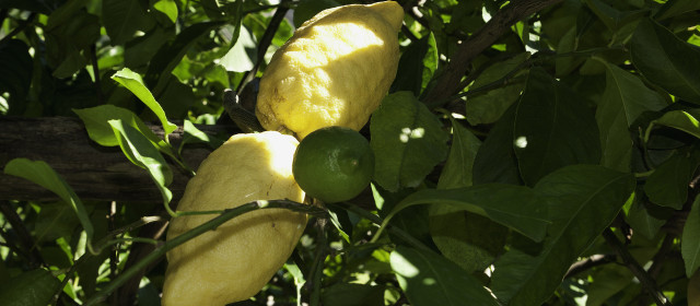 Discover the famous Amalfi Coast Lemons