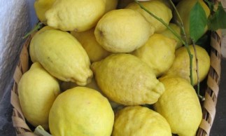 Lemon tour blog